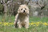 CAIRN TERRIER 244